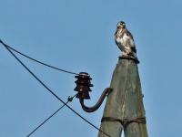 2016-05-23 08h30m09 - Buizerd - Aat Bender